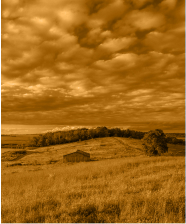 open field with trees