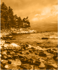 shoreline with rocks and trees