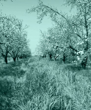 orchard of trees