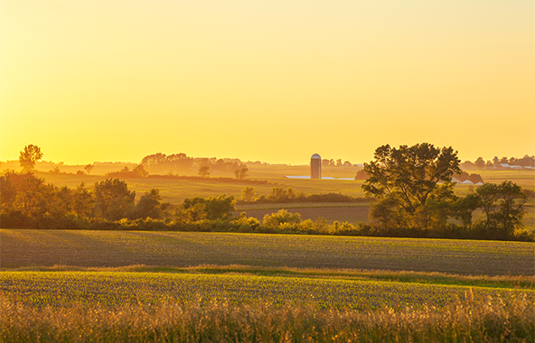 Iowa farm fields and trees at sunset.